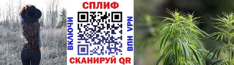 Каннабис семена  Кашин 